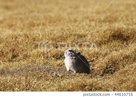 ground squirrel next to a mink in wild nature 44610758