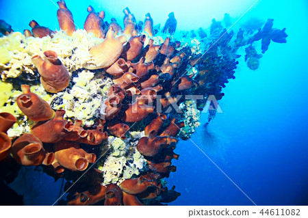 shell mussels on the sea bottom underwater photo 44611082