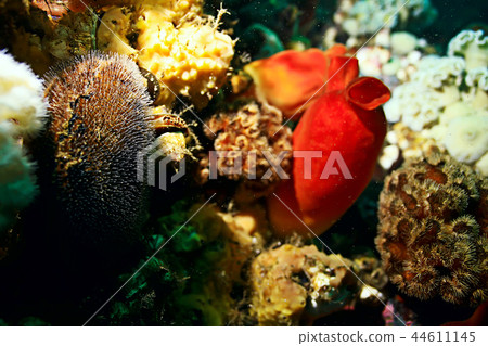 ascidia purple underwater photo coral reef 44611145