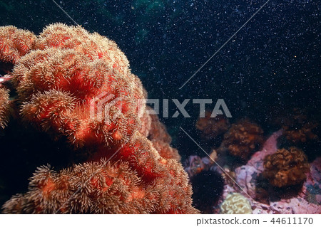 colony of sea anemones under water corals colony of sea anemones under water corals 44611170