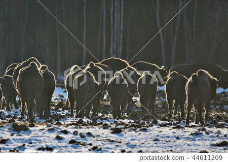 Aurochs bison in nature / winter season, bison in a snowy field, a large bull bufalo Aurochs bison in nature / winter season, bison in a snowy field, a large bull bufalo 44611209