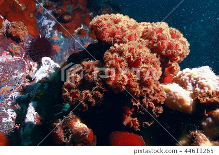 colony of sea anemones under water corals 44611265