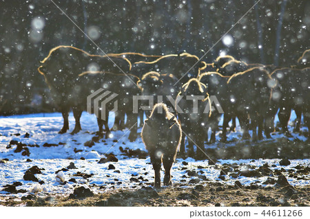 Aurochs bison in nature / winter season, bison in a snowy field, a large bull bufalo Aurochs bison in nature / winter season, bison in a snowy field, a large bull bufalo 44611266