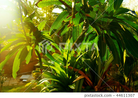 Palm trees in the tropics Palm trees in the tropics 44611307