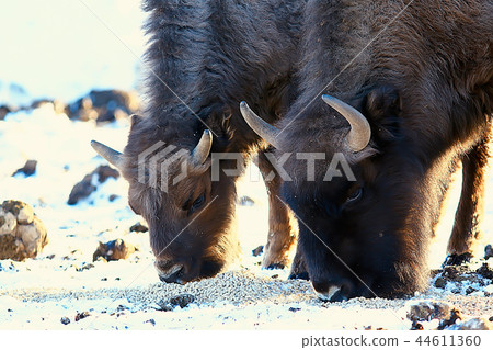 Aurochs bison in nature / winter season, bison in a snowy field, a large bull bufalo 44611360