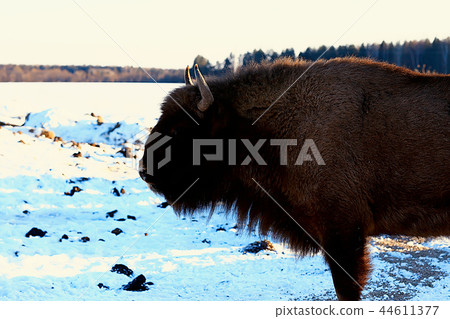 Aurochs bison in nature / winter season, bison in a snowy field, a large bull bufalo 44611377