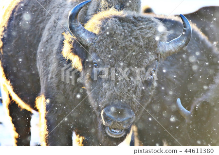 Aurochs bison in nature / winter season, bison in a snowy field, a large bull bufalo 44611380