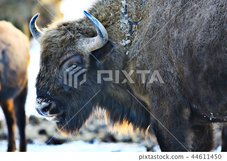 Aurochs bison in nature / winter season, bison in a snowy field, a large bull bufalo Aurochs bison in nature / winter season, bison in a snowy field, a large bull bufalo 44611450