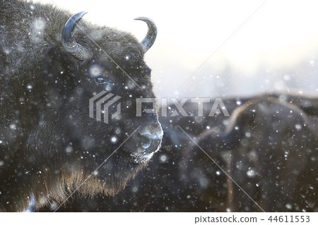 Aurochs bison in nature / winter season, bison in a snowy field, a large bull bufalo Aurochs bison in nature / winter season, bison in a snowy field, a large bull bufalo 44611553