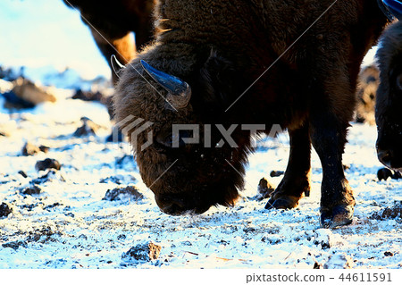 Aurochs bison in nature / winter season, bison in a snowy field, a large bull bufalo 44611591