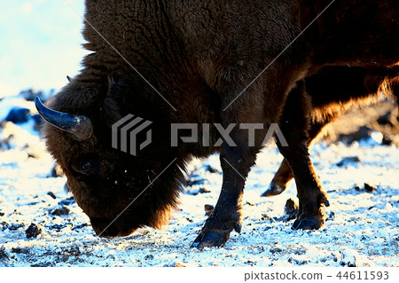 Aurochs bison in nature / winter season, bison in a snowy field, a large bull bufalo Aurochs bison in nature / winter season, bison in a snowy field, a large bull bufalo 44611593