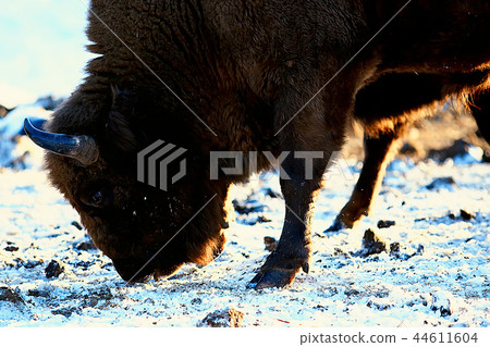 Aurochs bison in nature / winter season, bison in a snowy field, a large bull bufalo 44611604