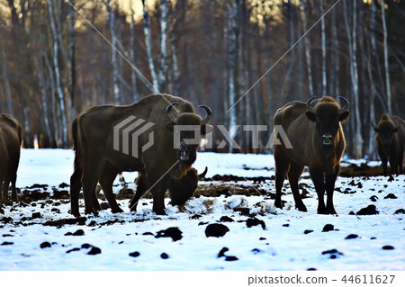 Aurochs bison in nature / winter season, bison in a snowy field, a large bull bufalo 44611627