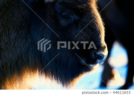 Aurochs bison in nature / winter season, bison in a snowy field, a large bull bufalo Aurochs bison in nature / winter season, bison in a snowy field, a large bull bufalo 44611655