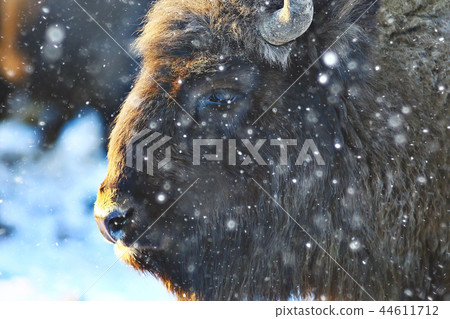 Aurochs bison in nature / winter season, bison in a snowy field, a large bull bufalo Aurochs bison in nature / winter season, bison in a snowy field, a large bull bufalo 44611712