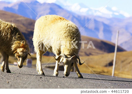 flock of sheep in the mountains 44611720