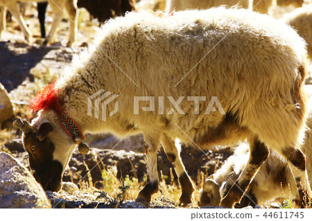 flock of sheep in the mountains flock of sheep in the mountains 44611745
