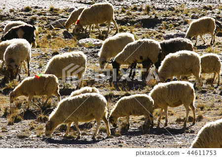 flock of sheep in the mountains 44611753
