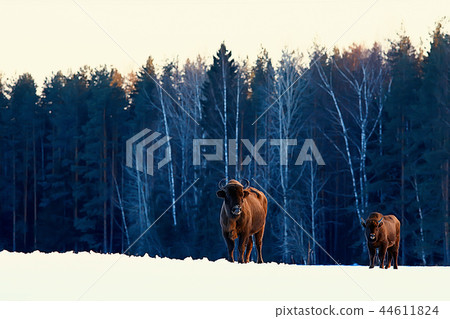 Aurochs bison in nature / winter season, bison in a snowy field, a large bull bufalo 44611824