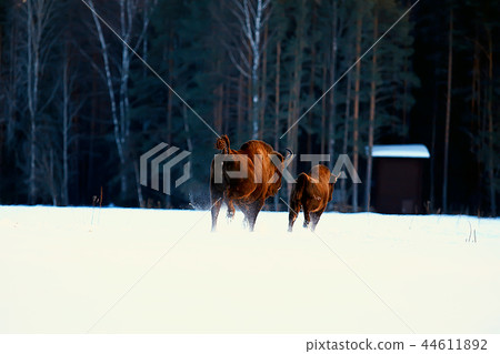 Aurochs bison in nature / winter season, bison in a snowy field, a large bull bufalo 44611892