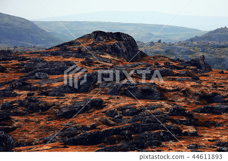 landscape tundra / summer landscape in the north tundra, moss, ecosystem 44611893