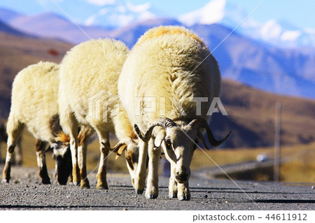 mountain road in tibet 44611912