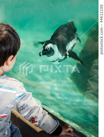 Boy watching penguin swimming in aquarium aquarium Boy watching penguin swimming in aquarium aquarium 44612288