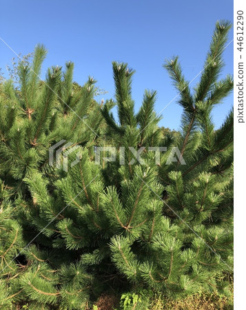 Black pines Black pines 44612290