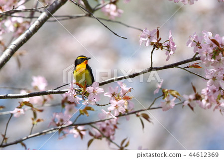 Kibitaki spring Kibitaki spring 44612369