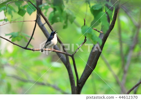 Koruri early summer Koruri early summer 44612370