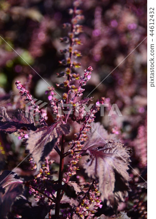 紅紫蘇 44612432