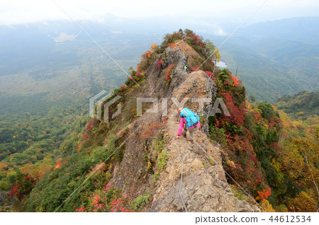 Togaku ant tower crossing autumn leaves 44612534