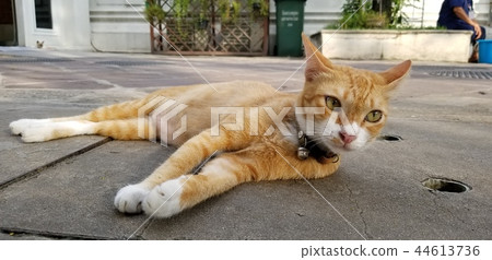 A nap of a cat A nap of a cat 44613736