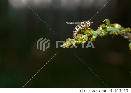 Bee on green tree Living in the nature of insects. Bee on green tree Living in the nature of insects. 44615415