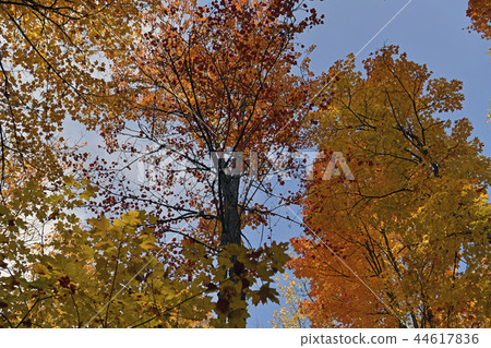 阿爾根金族國家公園秋葉 阿爾根金族國家公園秋葉 44617836