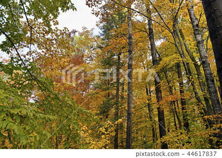 阿爾根金族國家公園秋葉 44617837
