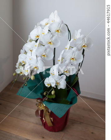 White butterfly orchid 44617915