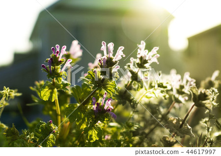 Purple little flowers Purple little flowers 44617997