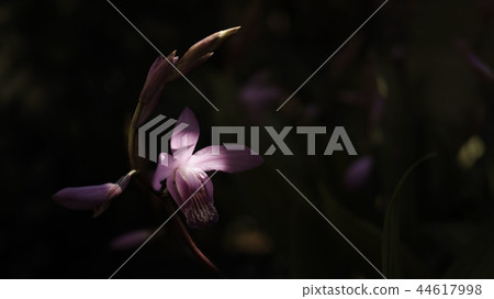 Purple orchid 44617998