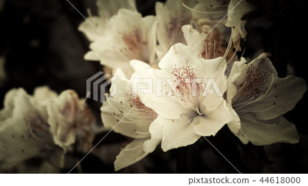 White azalea 44618000