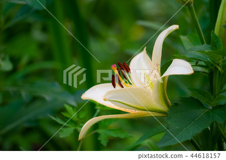 Flower of white lily in garden 44618157