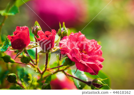 Rose flower on a green blur background. 44618162