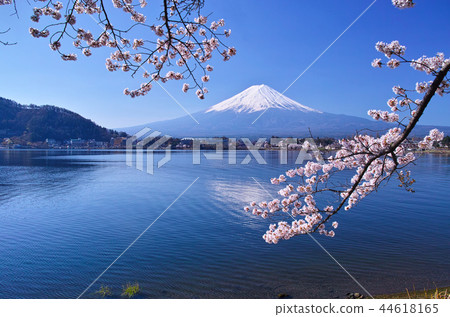 從川口湖北岸的Yagasaki看到盛開的櫻花和富士山 從川口湖北岸的Yagasaki看到盛開的櫻花和富士山 44618165