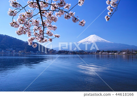 從川口湖北岸的Yagasaki看到盛開的櫻花和富士山 44618166