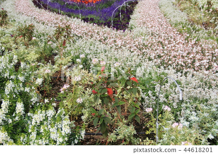 冷色方案花壇 44618201