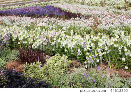 Cold color scheme flower bed 44618203
