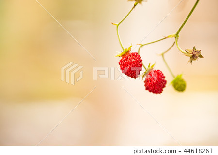 Red-colored persimmon fruit before picking 44618261