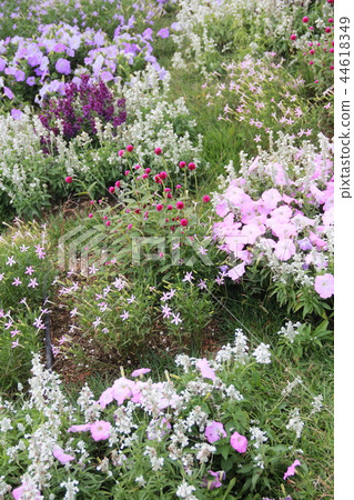 Blue purple pink color flower bed Blue purple pink color flower bed 44618349