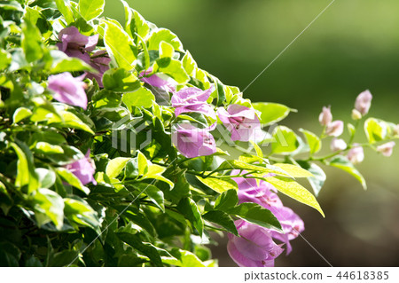 Small purple flowers grow on a bush Small purple flowers grow on a bush 44618385