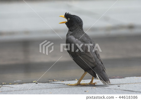 Black bird with yellow beak and paws 44618386